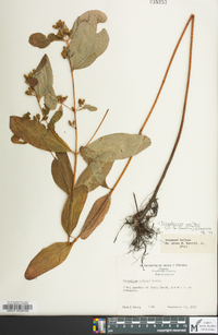 Hypericum walteri image