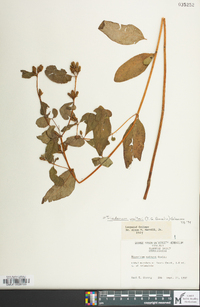 Hypericum walteri image