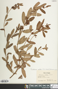 Hypericum walteri image