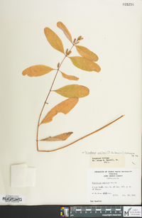 Hypericum walteri image