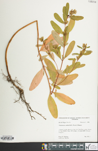 Hypericum walteri image