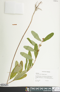 Hypericum walteri image