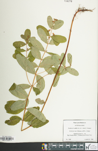 Hypericum walteri image