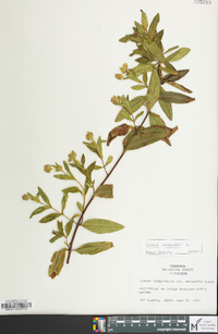 Cistus ladanifer image