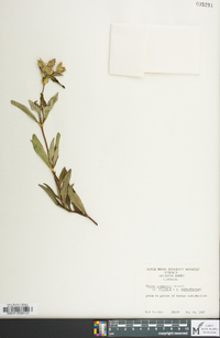 Cistus purpureus image