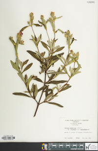 Cistus purpureus image