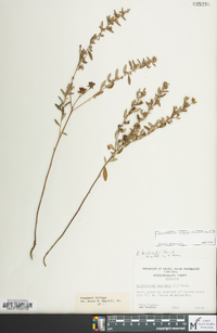 Crocanthemum bicknellii image