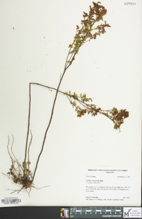 Lechea mucronata image