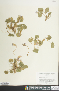 Viola cucullata image