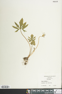 Viola stoneana image