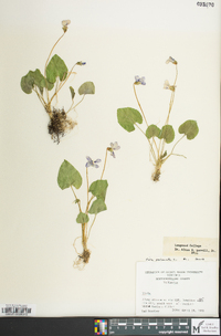 Viola palmata image