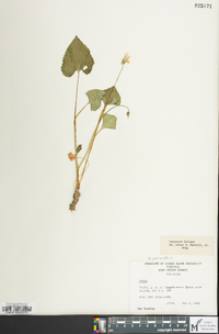 Viola palmata image