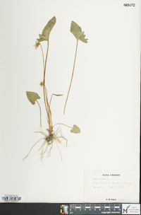 Viola palmata image