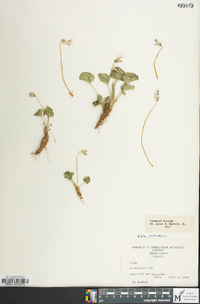 Viola palmata image