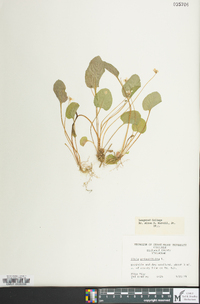 Viola primulifolia image