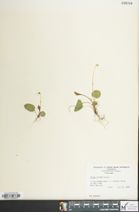 Viola primulifolia image