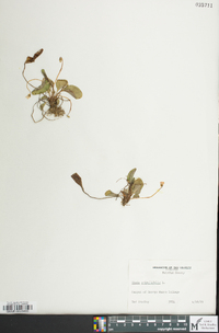 Viola primulifolia image