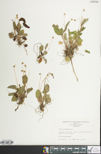 Viola primulifolia image