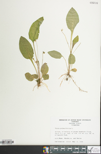 Viola primulifolia image