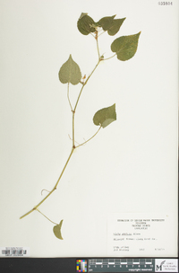 Viola striata image