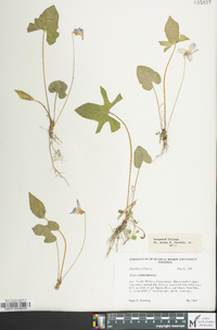 Viola palmata image