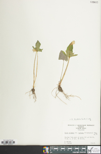 Viola palmata image