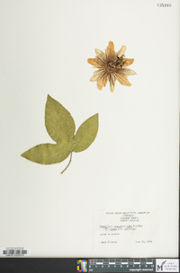 Image of Passiflora alato-caerulea