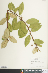 Elaeagnus pungens image