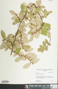 Elaeagnus pungens image