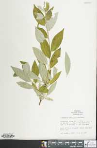 Elaeagnus umbellata image