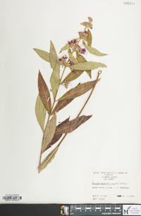 Decodon verticillatus image