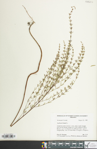 Lythrum lineare image