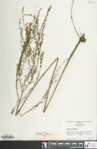 Lythrum lineare image