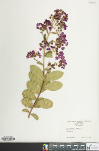 Lagerstroemia indica image