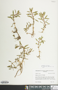 Rotala ramosior image