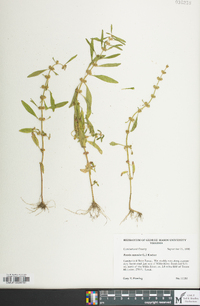 Rotala ramosior image