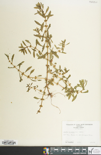 Rotala ramosior image