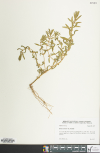 Rotala ramosior image