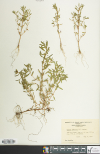 Rotala ramosior image