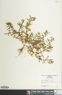 Rotala ramosior image