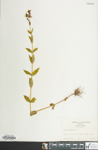 Rhexia virginica image