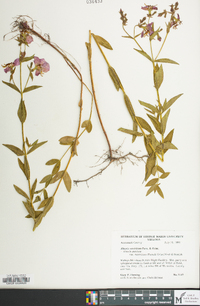 Rhexia ventricosa image