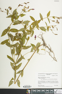 Rhexia ventricosa image