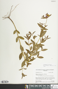 Rhexia ventricosa image