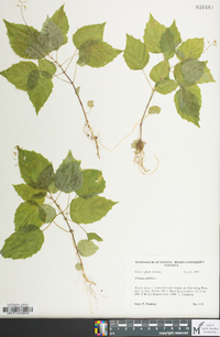 Circaea alpina image