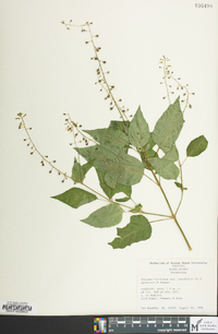 Circaea canadensis image