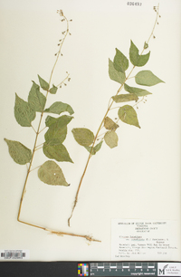 Circaea canadensis image