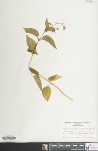 Circaea canadensis image