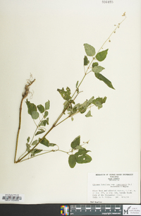 Circaea canadensis image