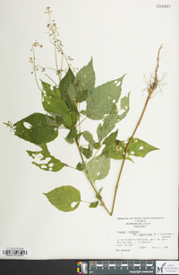 Circaea canadensis image